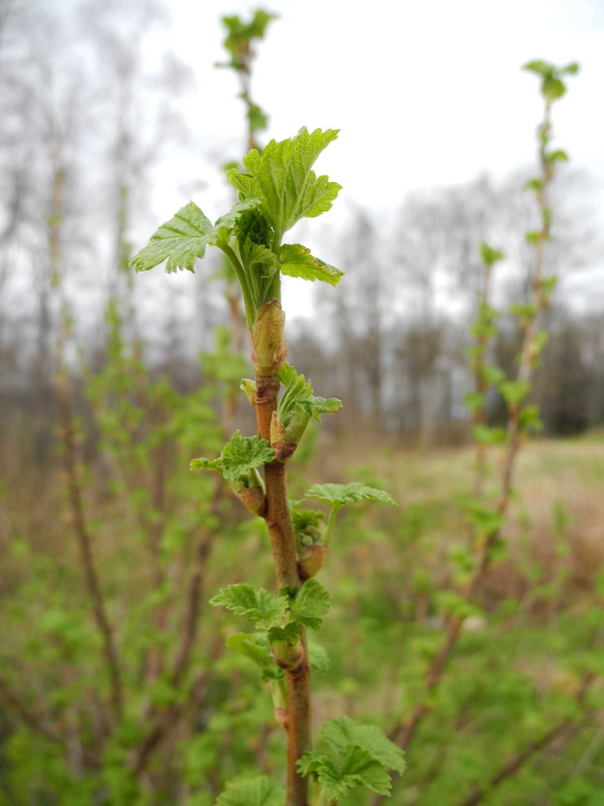 Ribes nigrum (Blackcurrant) (alternate view 14)