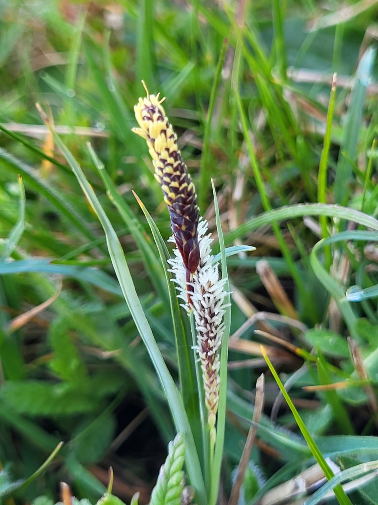 Carex flacca (Blue Sedge) (alternate view 12)