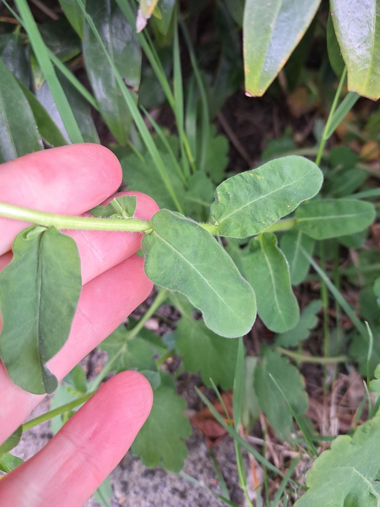 Euphorbia polychroma