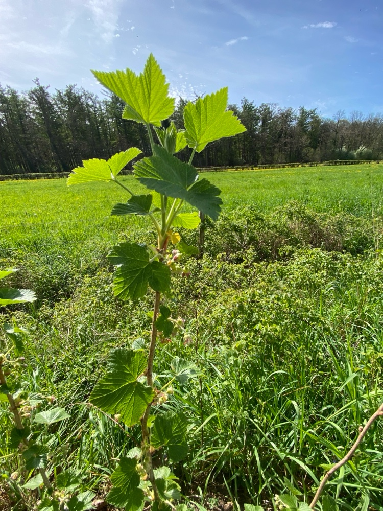 Ribes nigrum (Blackcurrant) (alternate view 12)