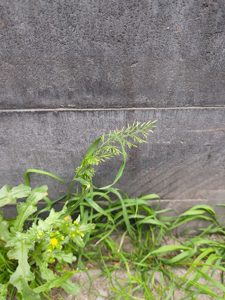 Catapodium rigidum (Fern-grass) (alternate view 13)