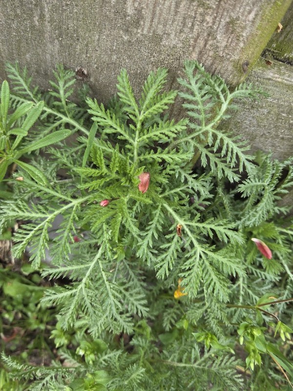 Anthemis tinctoria, Golden marguerite — mounding semi-evergreen (Asteraceae) (image 3 of 3)
