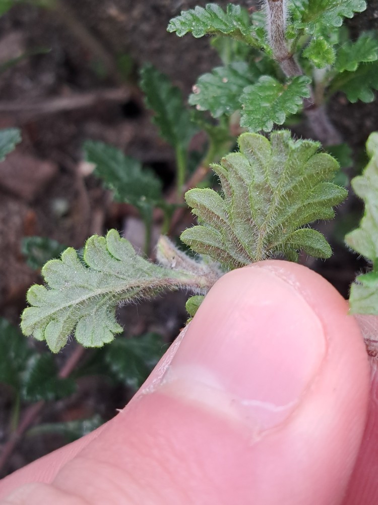 Teucrium chamaedrys (Wall Germander) (alternate view 10)