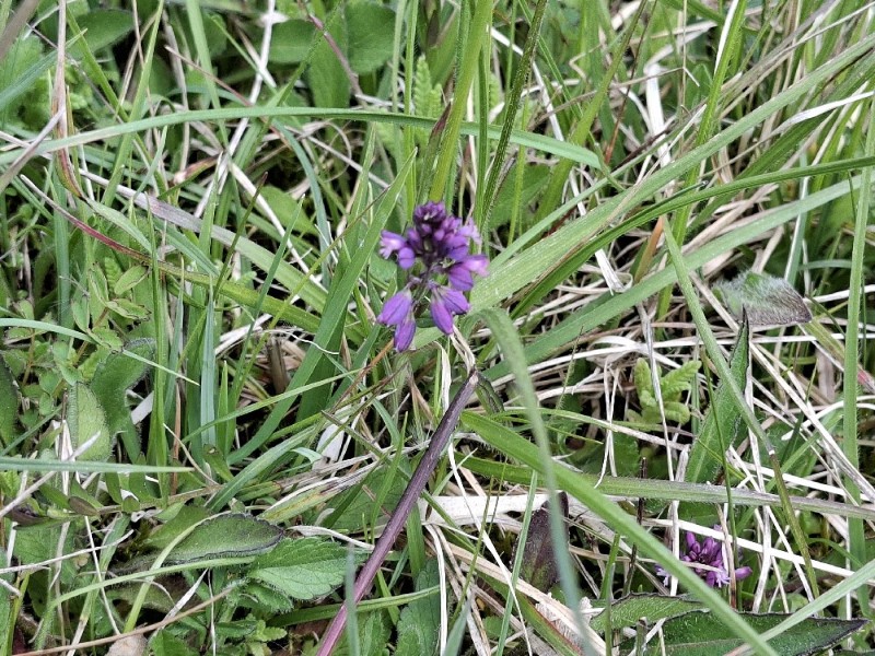 Polygala vulgaris (Common Milkwort) (alternate view 11)