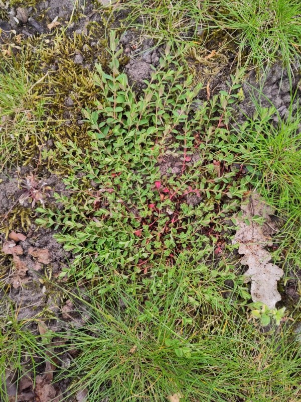 Hypericum humifusum (Trailing St John's-wort) (alternate view 12)