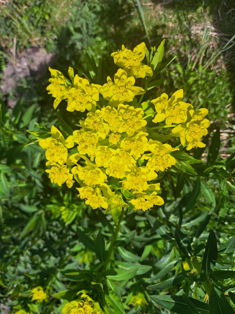 Euphorbia palustris