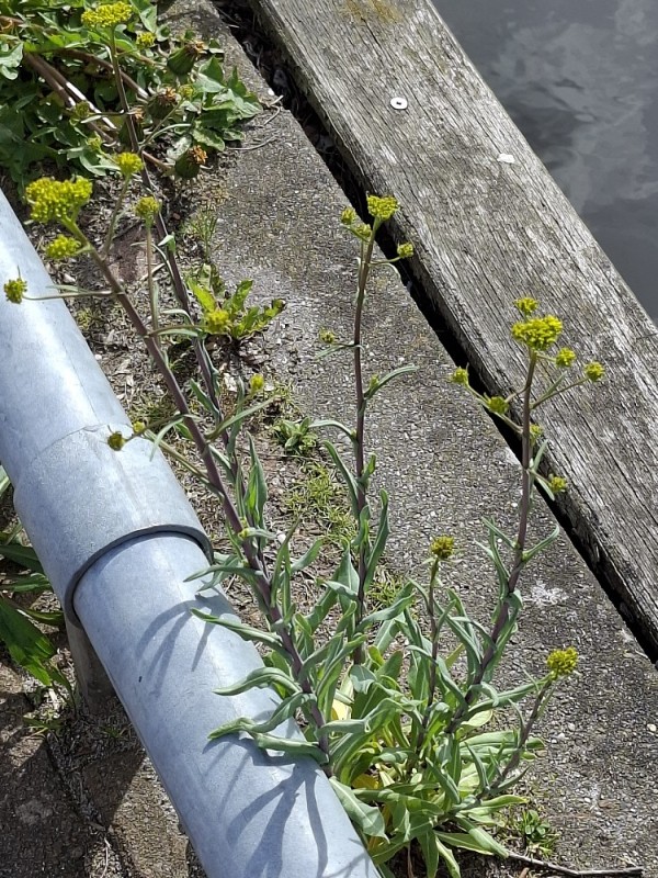 Isatis tinctoria
