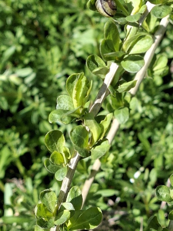 Lycium barbarum (Goji Berry) (alternate view 10)