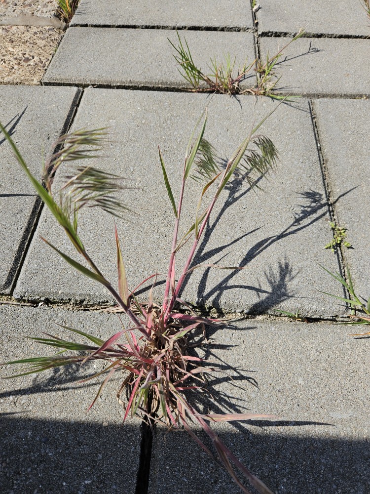 Bromus tectorum (cheat grass)