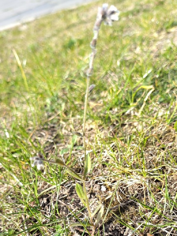 Myosotis discolor (Changing Forget-me-not) (alternate view 12)