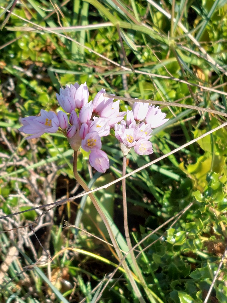 Allium roseum (rosy garlic) (alternate view 10)
