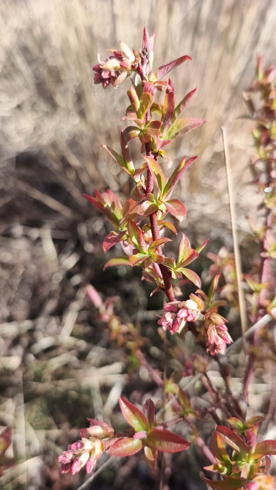 Vaccinium corymbosum (blueberry) (alternate view 11)