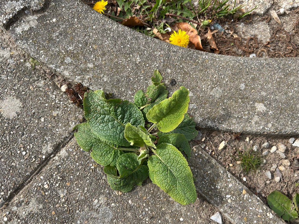 Phlomis russeliana (Jerusalem sage) (alternate view 12)