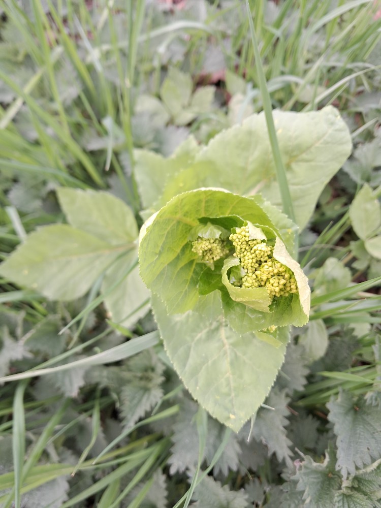 Smyrnium perfoliatum (perfoliate alexanders) (alternate view 13)