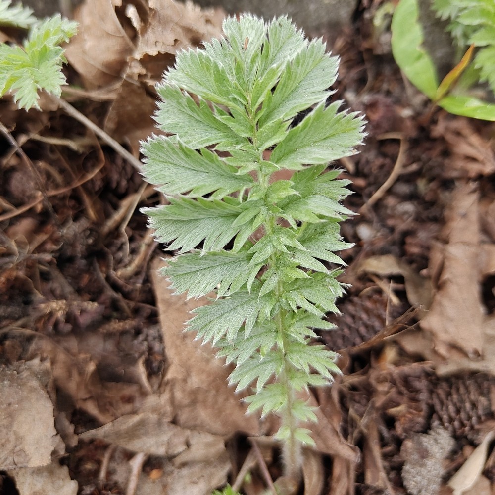 Potentilla anserina (Pacific Silverweed) (alternate view 3)