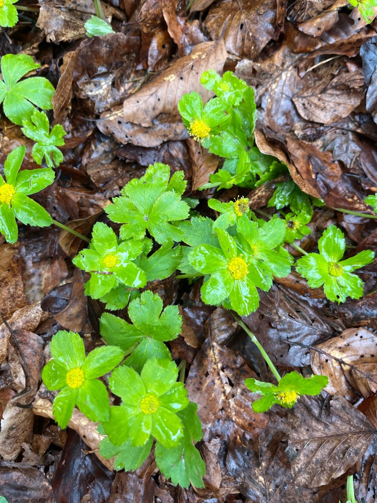 Hacquetia epipactis (hacqetia)