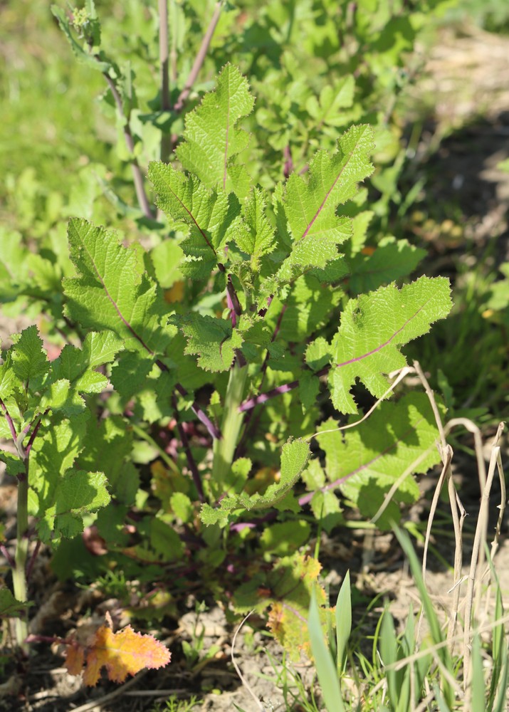 Mutarda nigra (Black Mustard) (alternate view 4)