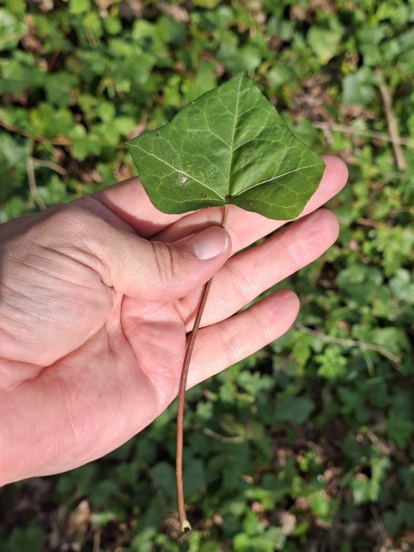Hedera hibernica (Atlantic or Irish ivy) (alternate view 12)