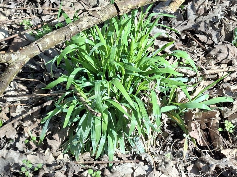 Milium effusum (Wood Millet) (alternate view 11)