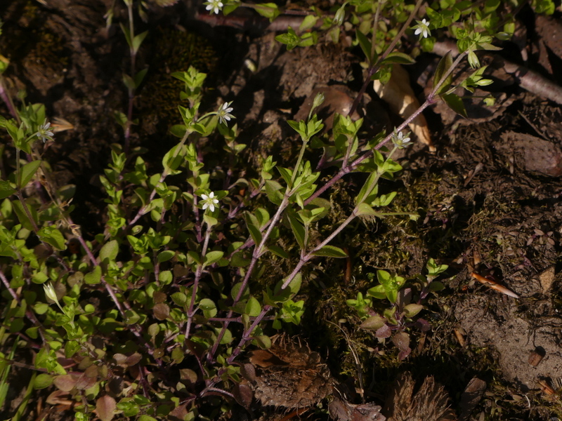 Moehringia trinervia (Three-nerved Sandwort) (alternate view 13)