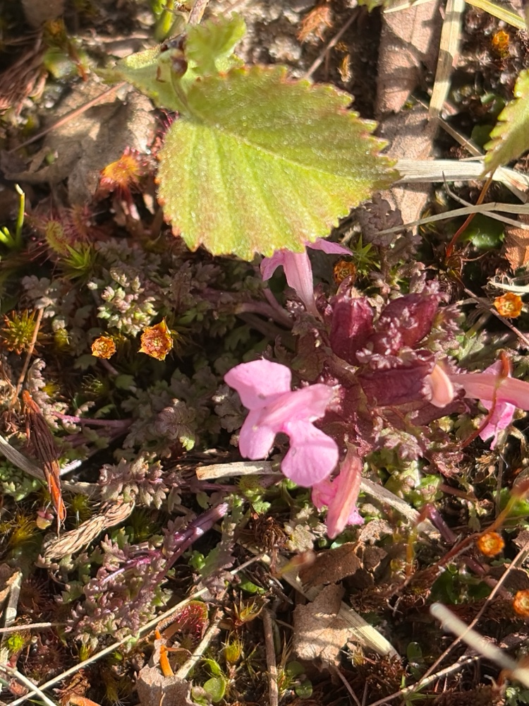 Pedicularis sylvatica (Common Lousewort) (alternate view 11)