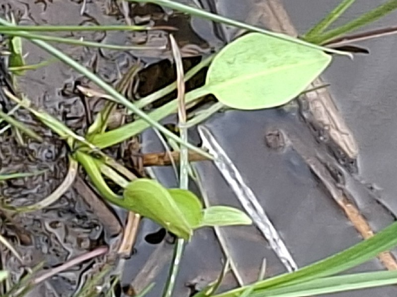 Alisma plantago-aquatica (water-plantain) (alternate view 11)