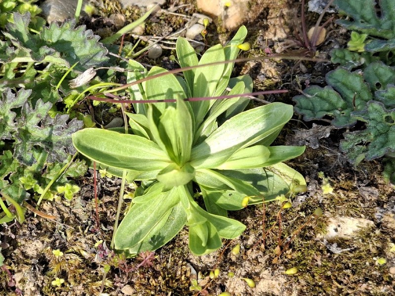 Centaurium (Centauries) (alternate view 3)