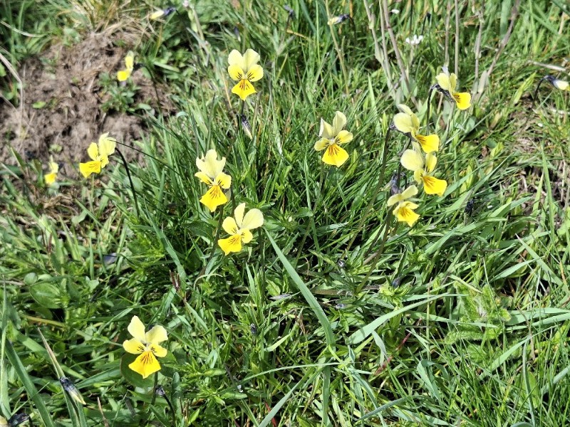 Viola lutea (Mountain Pansy) (alternate view 12)