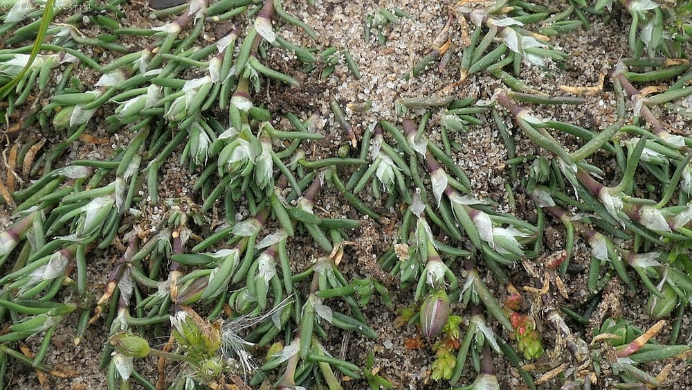 Spergularia (Sand-Spurries) (alternate view 4)