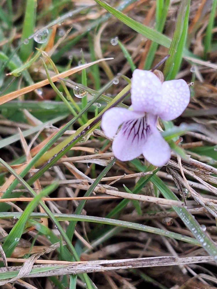 Viola palustris (Marsh Violet)
