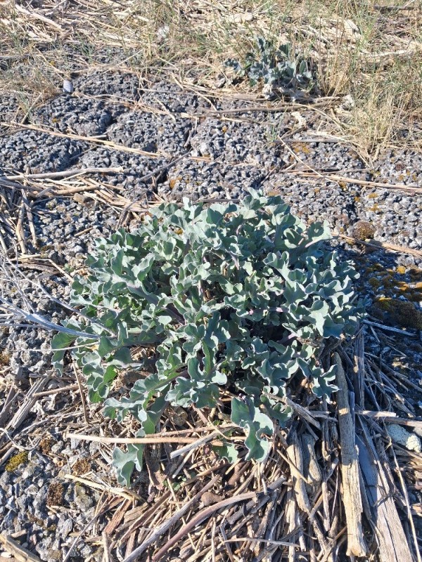 Crambe maritima (Sea Kale) (alternate view 12)