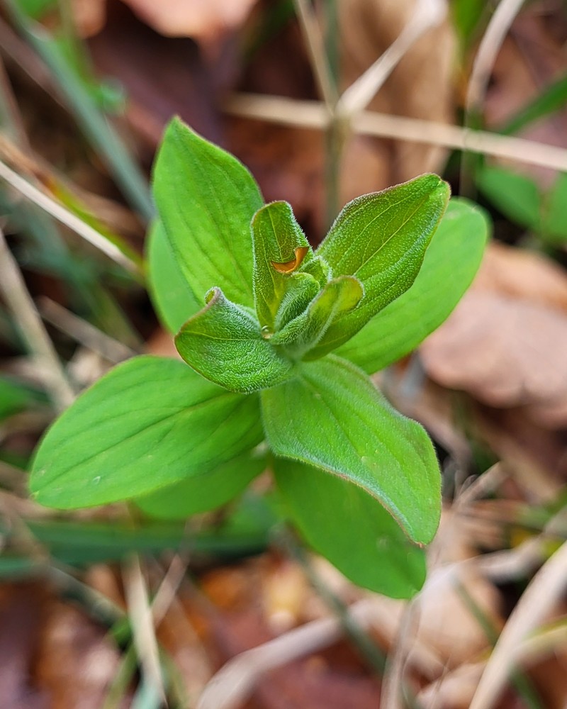 Hypericum hirsutum (Hairy St John's-wort) (alternate view 11)