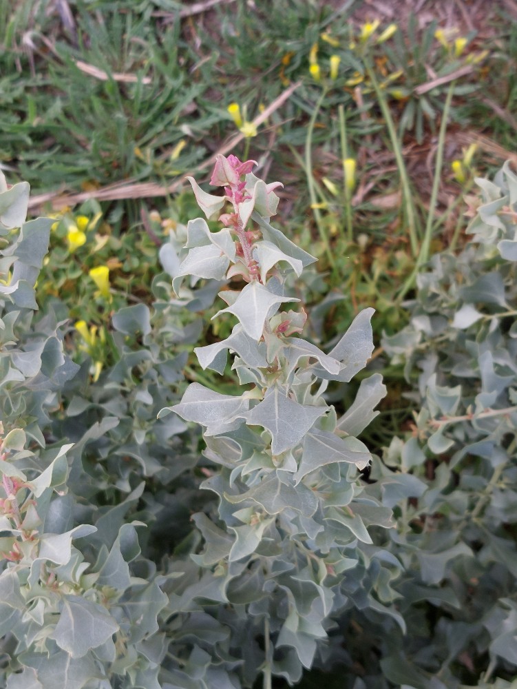 Atriplex halimus