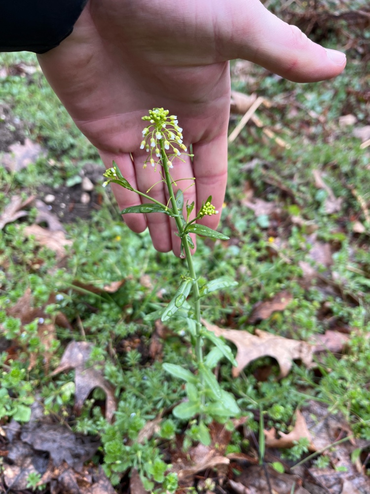 Mummenhoffia alliacea (garlic penny-cress) (alternate view 7)