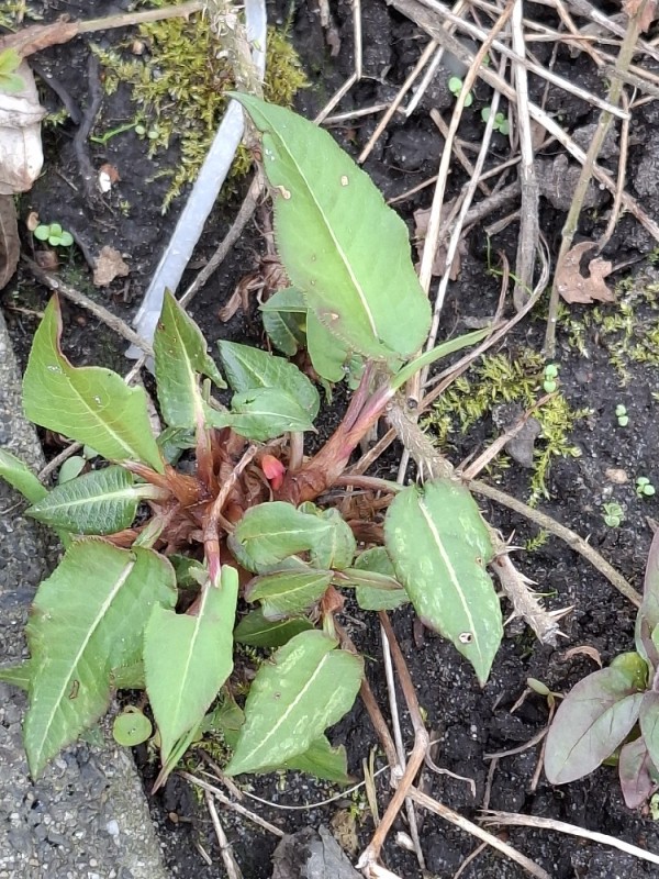 Bistorta officinalis (common bistort) (alternate view 12)