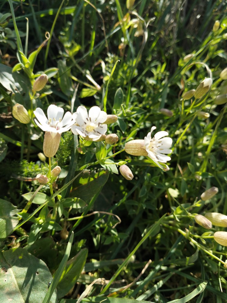 Silene uniflora (Sea Campion) (alternate view 15)