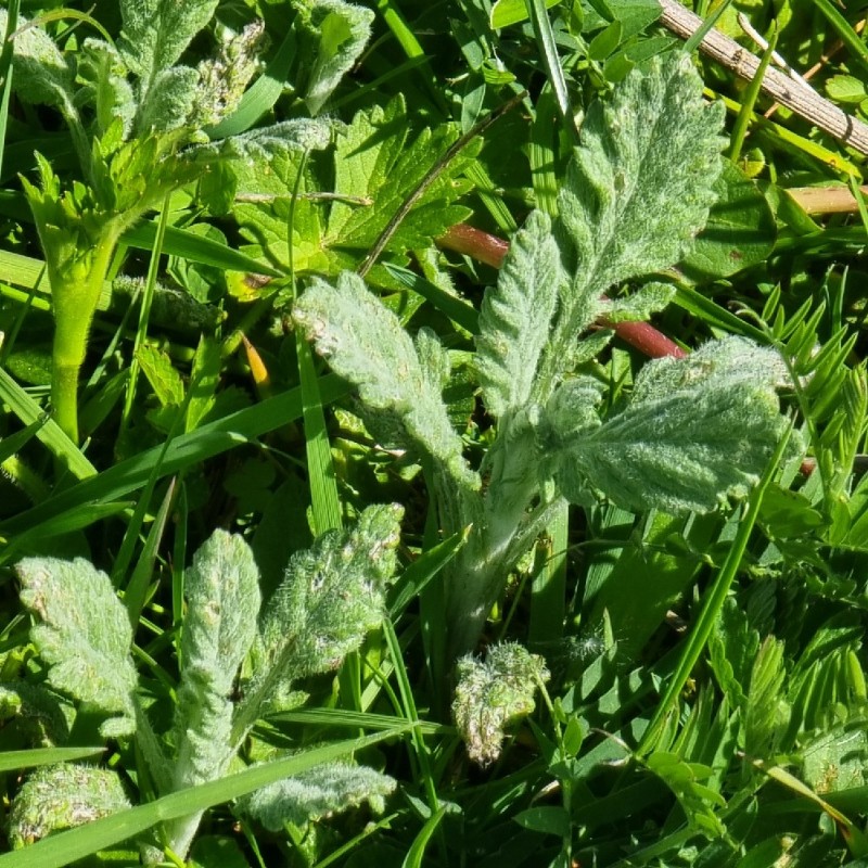Jacobaea erucifolia (Hoary Ragwort) (alternate view 13)