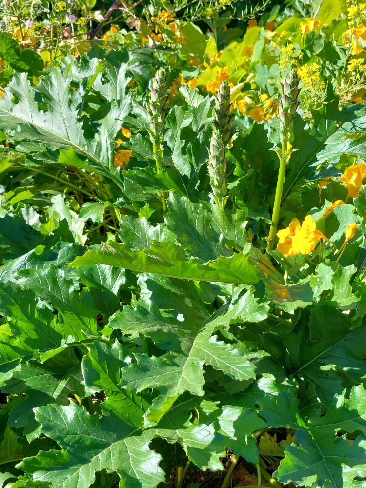 Acanthus mollis, bear's breech — clumping semi-evergreen (Acanthaceae) (image 8 of 10)