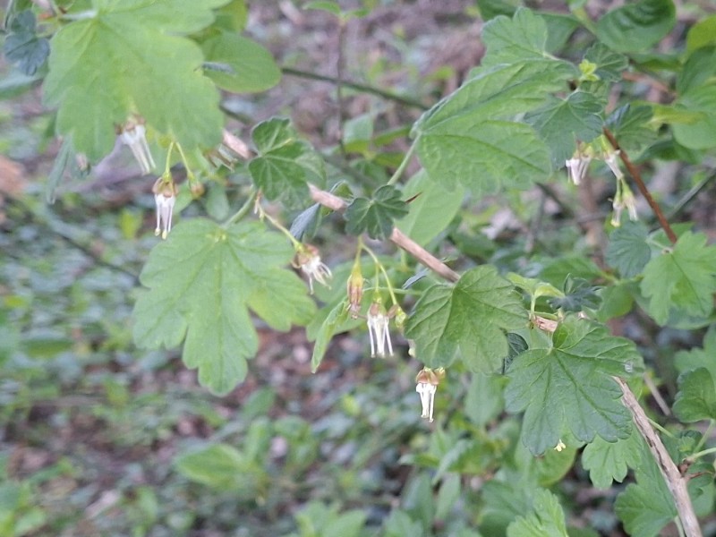 Ribes divaricatum (Coast Black Gooseberry) (alternate view 3)