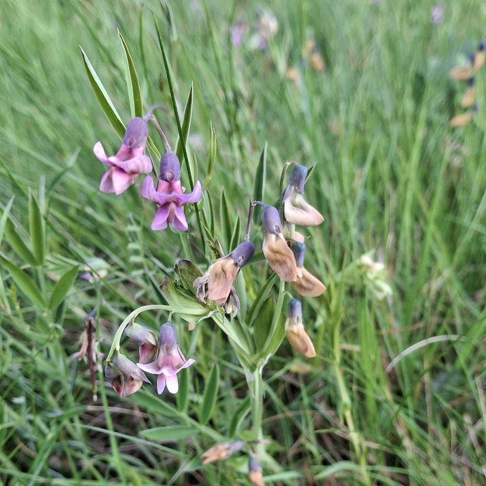 Lathyrus linifolius (Bitter Vetch) (alternate view 12)