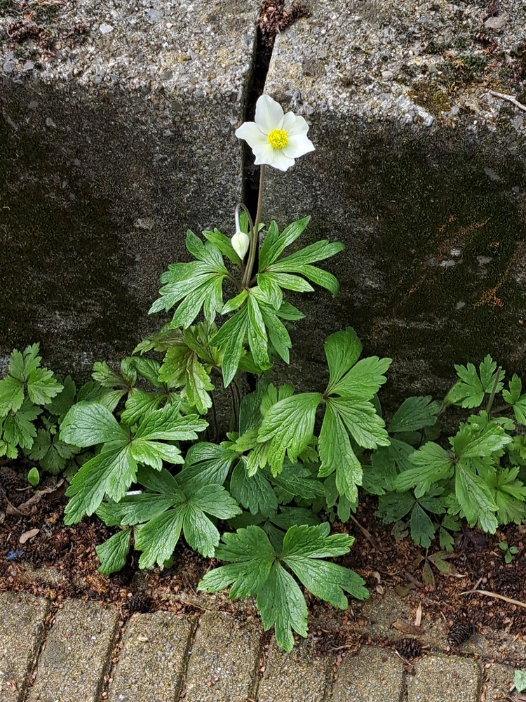 Eriocapitella (Fall-blooming anemones) (alternate view 2)