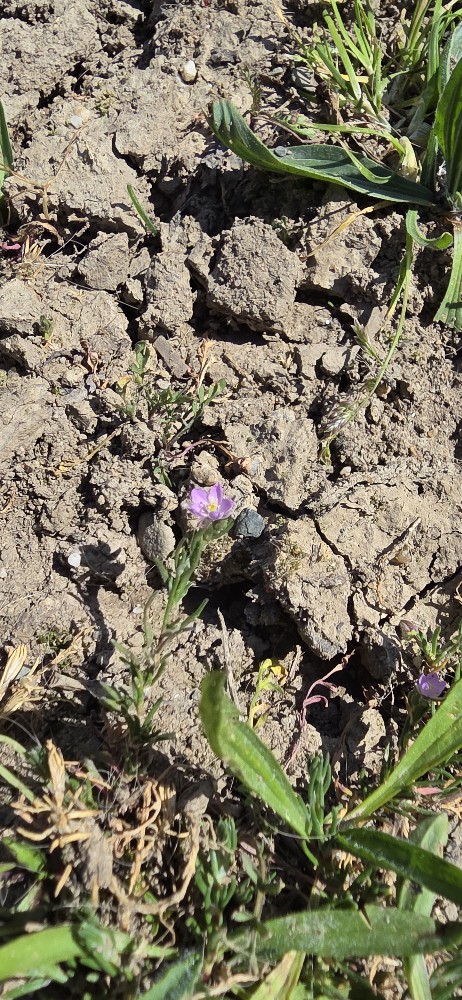 Spergularia (Sand-Spurries) (alternate view 3)