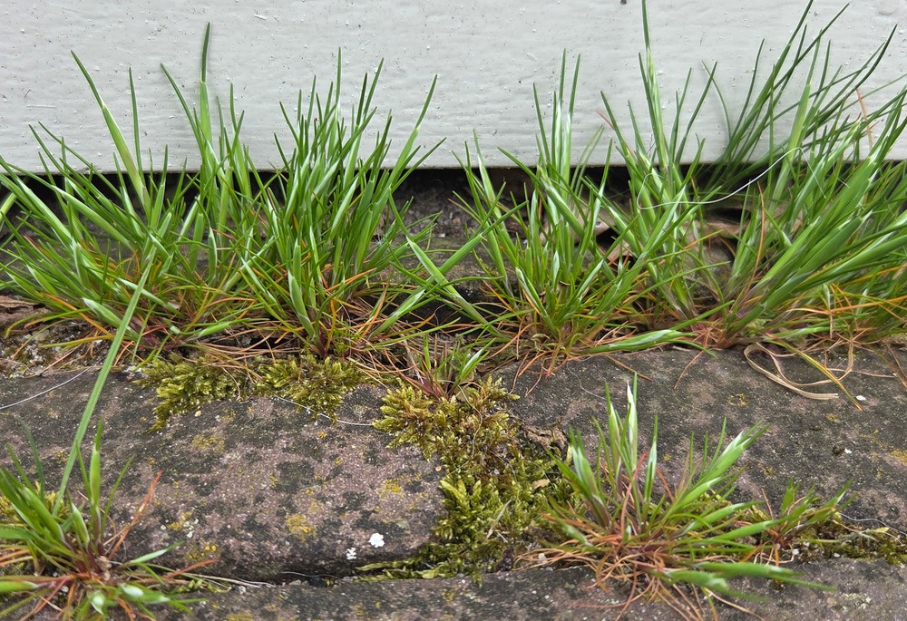 Aira praecox (early hair grass) (alternate view 9)