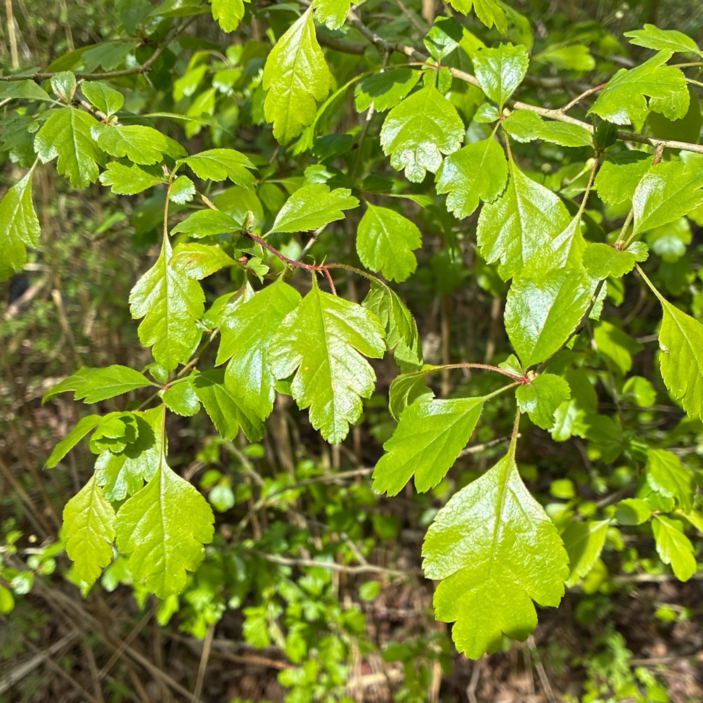 Crataegus laevigata (English Hawthorn) (alternate view 11)