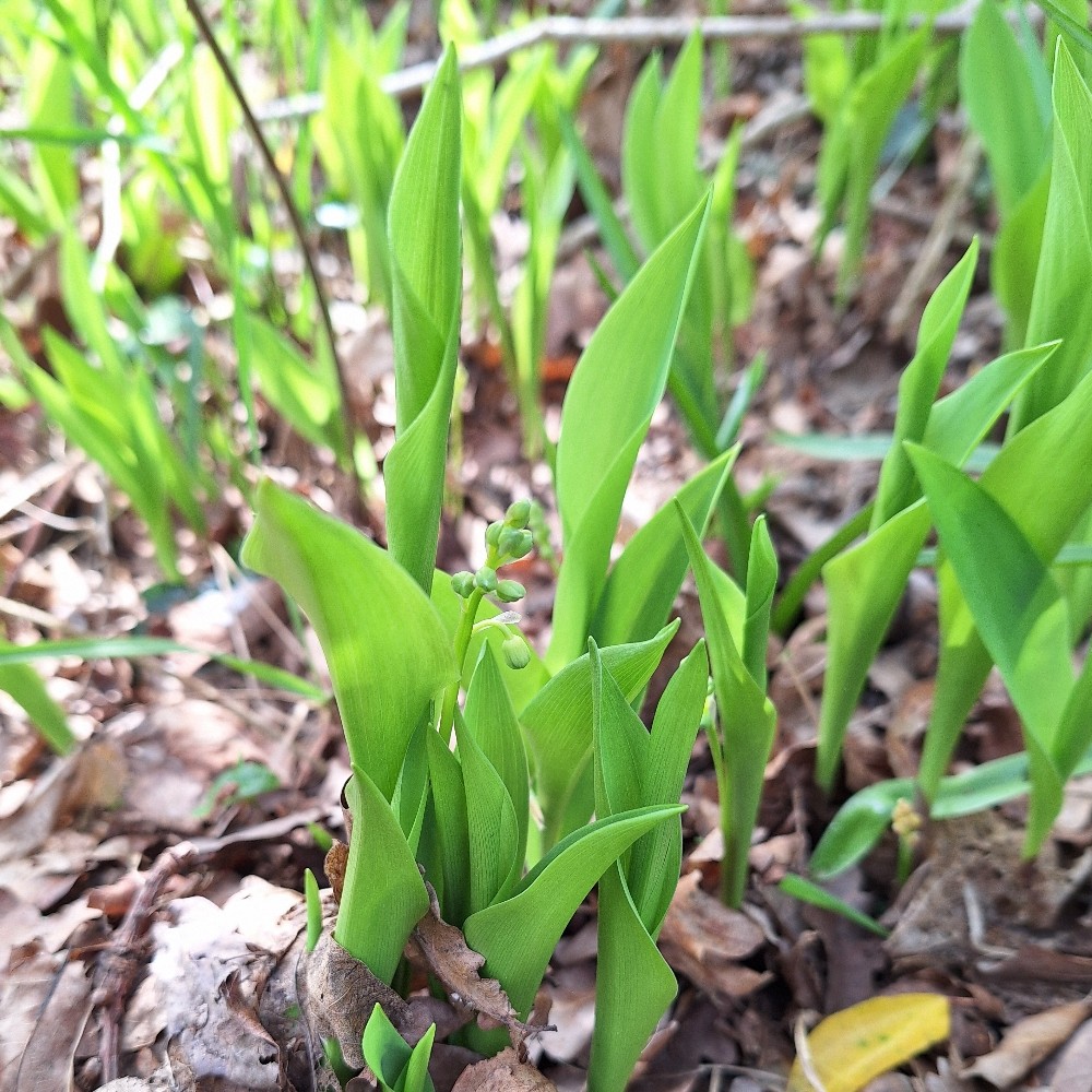 Convallaria majalis (lily of the valley) (alternate view 14)