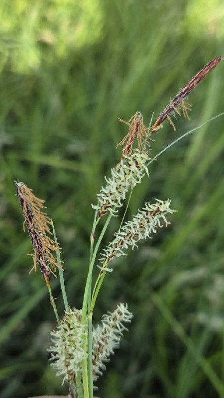 Carex flacca (Blue Sedge) (alternate view 10)