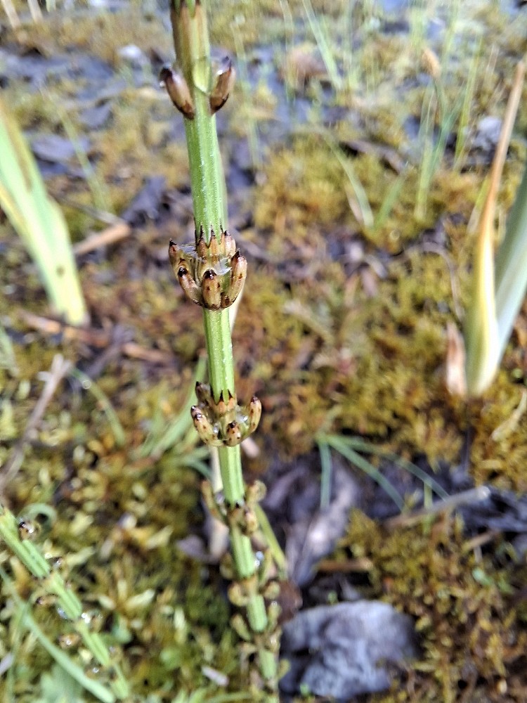 Equisetum palustre (marsh horsetail) (alternate view 11)
