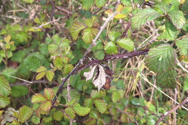 Rubus ulmifolius (elmleaf blackberry) (alternate view 11)