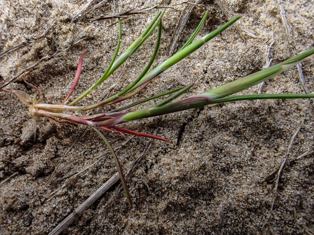 Aira praecox (early hair grass) (alternate view 11)