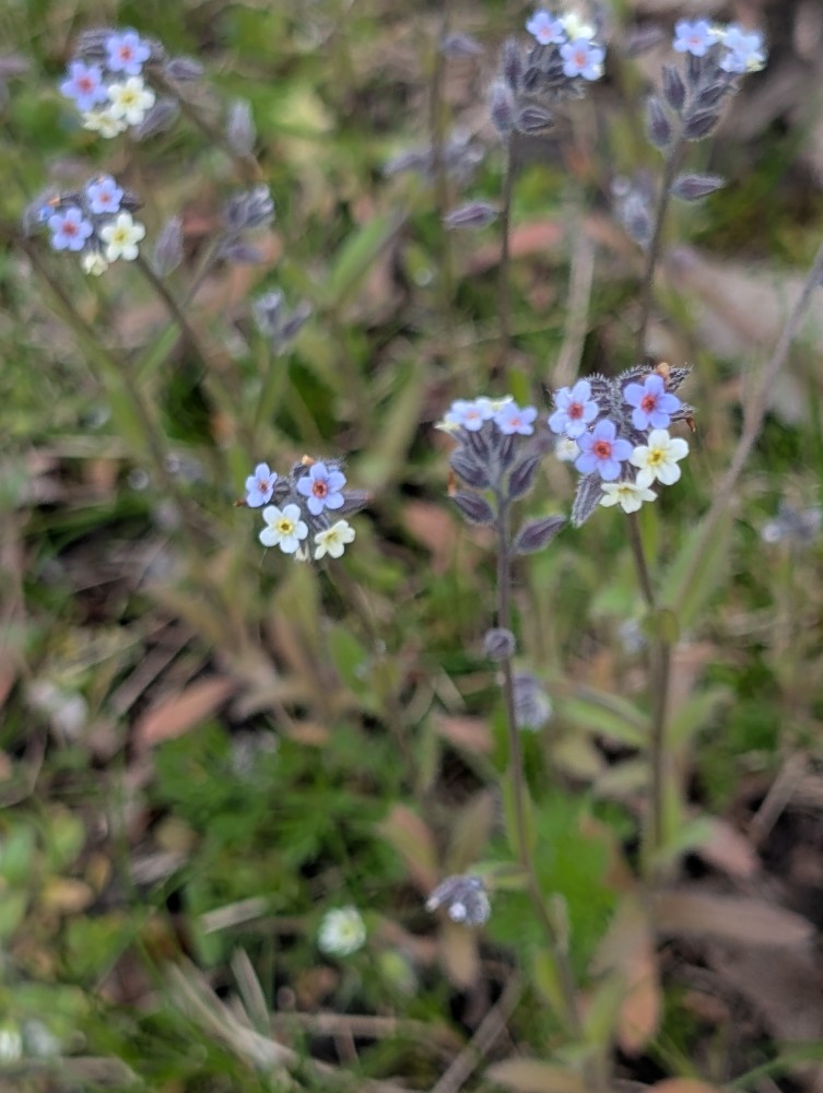 Myosotis discolor (Changing Forget-me-not) (alternate view 13)